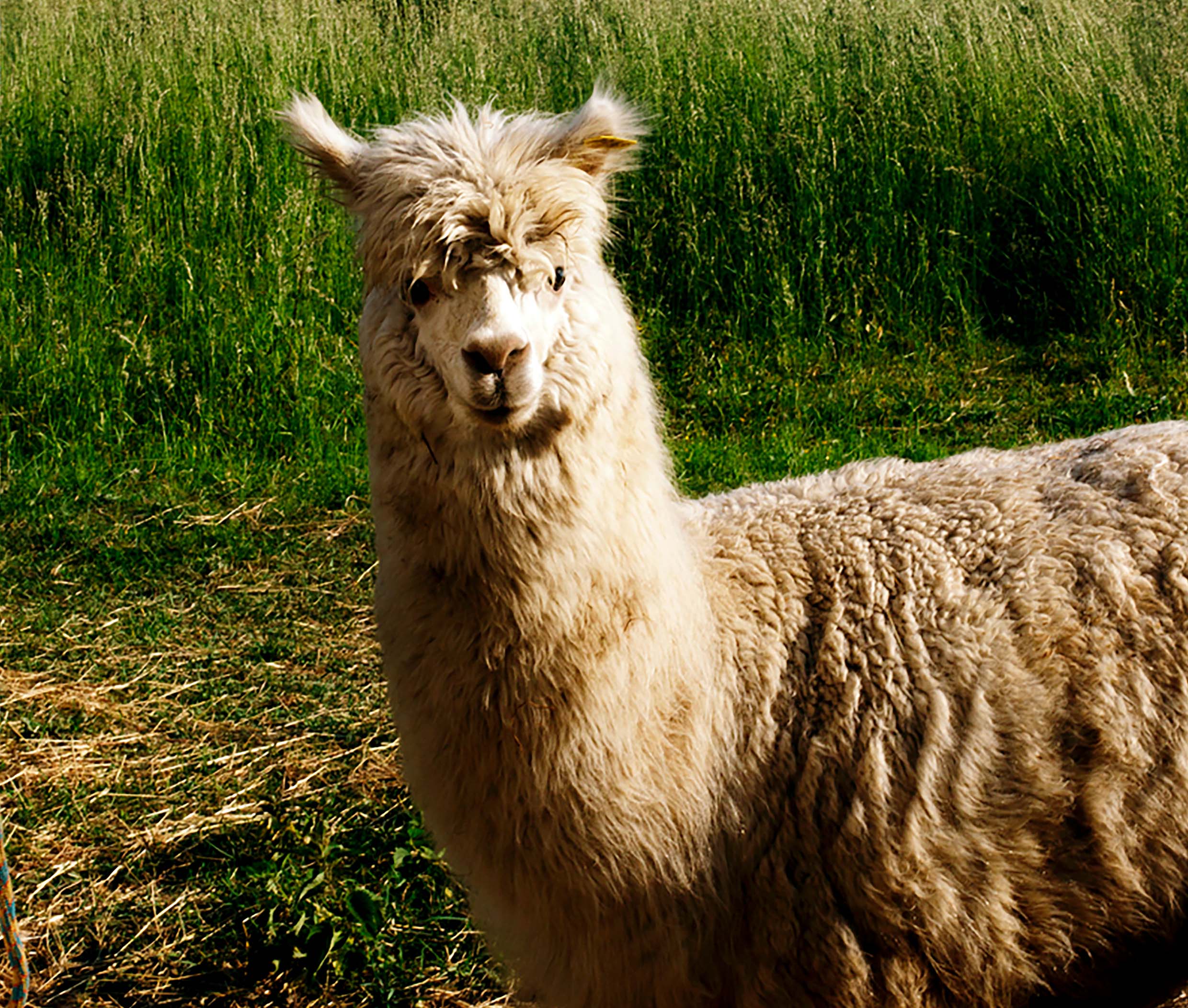 Le_Chardon_Alpagas_12_rz