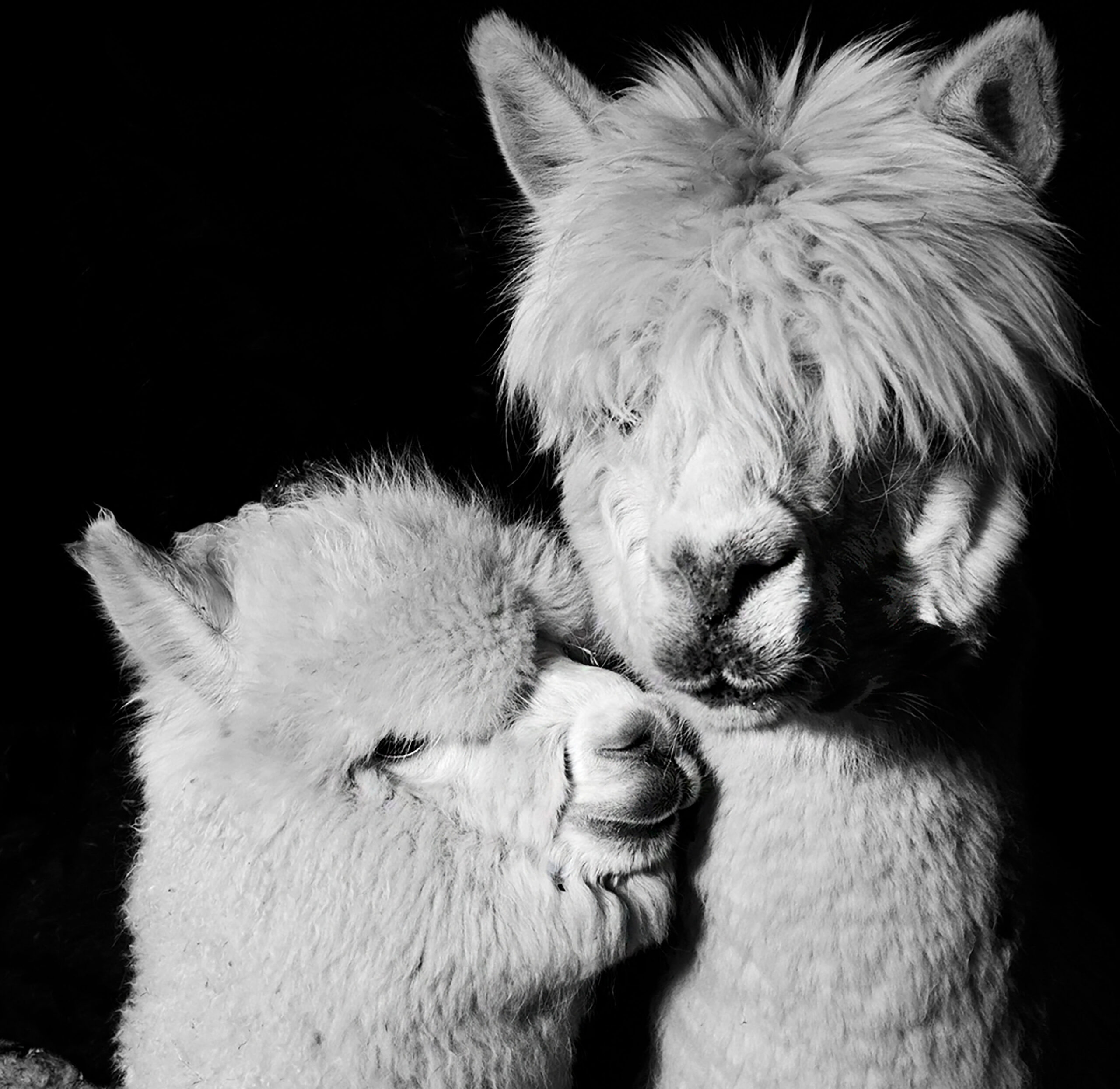 Le_Chardon_Alpagas_3_rz